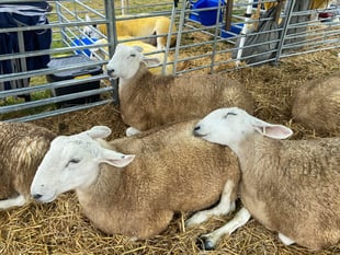 Fun at Okehampton Show despite the drizzle