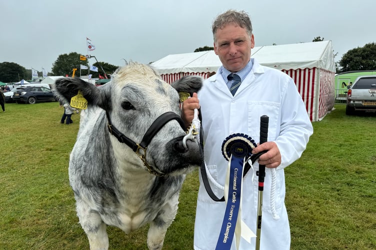 Andrew Luxton with his two-years-old British Blue heifer Highland Blues Spruce which fared well at the Okehampton Show.  AQ 9449
