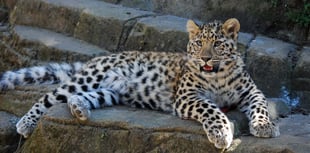 Dartmoor Zoo set to welcome rare Amur leopard