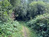 Petition launched to save Hog's Wood