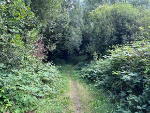 Petition launched to save Hog's Wood