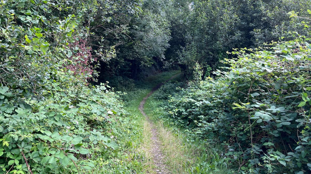 Der Stadtrat von Okehampton unterstützt den Antrag, Hog's Wood als ...