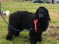 Dartmoor Pony and Dog Show heralds autumn