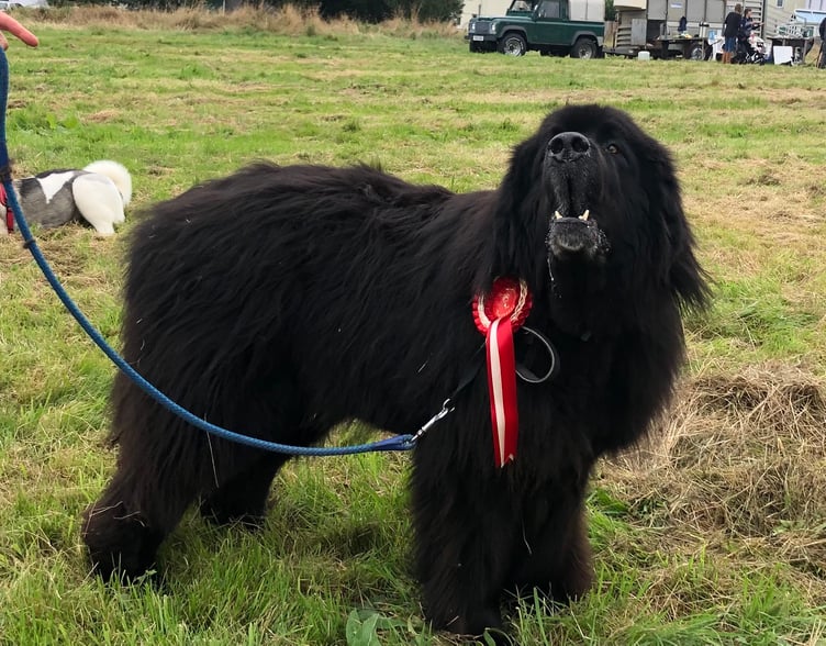 This Newfoundland dog, a winner at last year's Dartmoor Pony Society's Pony and Dog Show, is of a size with some of the ponies exhibited