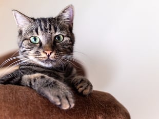 Campaigning charity challenges inequalities between cats and dogs