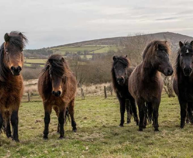 Dartmoor ponies 'need help' 