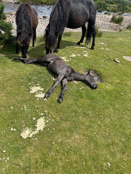 Livestock protection officer is calling for drivers to slow down and be more vigilant after a further foal death on Dartmoor. 