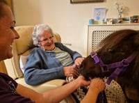 Ponies bring joy at nursing home