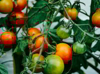 John Howells: Where are you Monty Don?