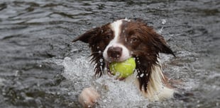 Sticklepath church holds unique service to celebrate departed pets
