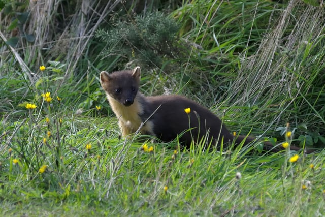 First pine martens reintroduced on Dartmoor 