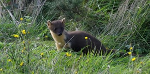 First pine martens reintroduced on Dartmoor 