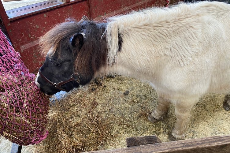 Maggie the Dartmoor hill pony at Tavistock Goose Fair in the cattle market