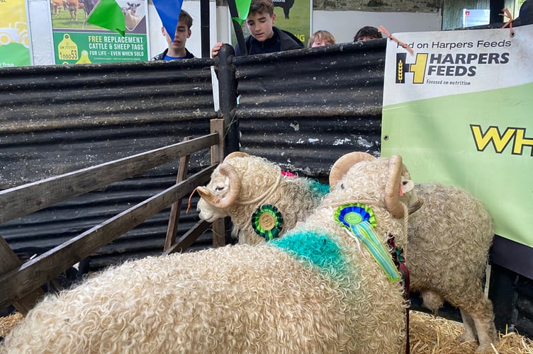 Tavistock Goose Fair sheep attract interest.