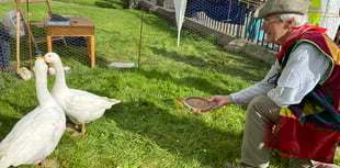 Geese return to Tavistock Goose Fair