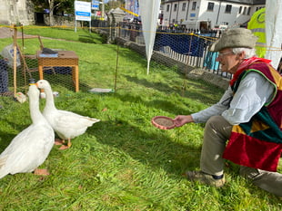 Geese return to Tavistock Goose Fair
