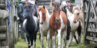 The mane event for Dartmoor's ponies