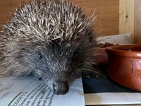 Ten hedgehogs released back into the wild thanks to animal rescue