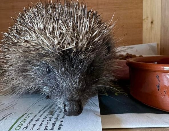 Sebastian the orphaned hedgehog at Greatfield Hedgehog Rescue.