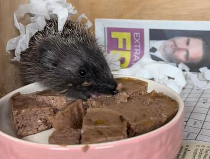 Sebastian the orphaned hedgehog putting on weight at Greatfield Hedgehog Rescue.