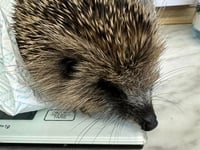 Hedgehog rescue in need of donations after influx of juveniles