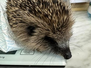 Hedgehog rescue in need of donations after influx of juveniles