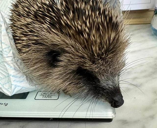 Hedgehog rescue in need of donations after influx of juveniles