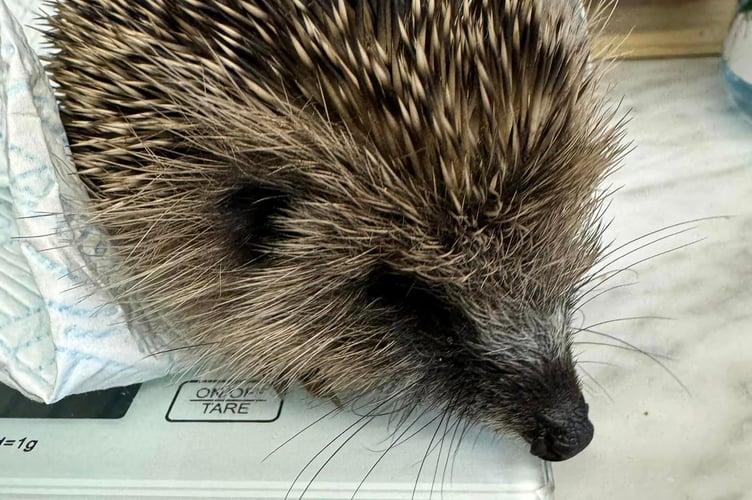 Twinkle one of 31 here at the rescue and was admitted weighing just 165g with lung worm and intestinal fluke. (Picture: Greatfield Hedgehog Rescue)