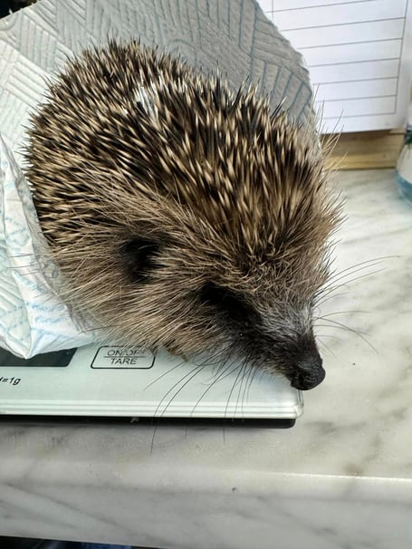 Twinkle one of 31 here at the rescue and was admitted weighing just 165g with lung worm and intestinal fluke. (Picture: Greatfield Hedgehog Rescue)