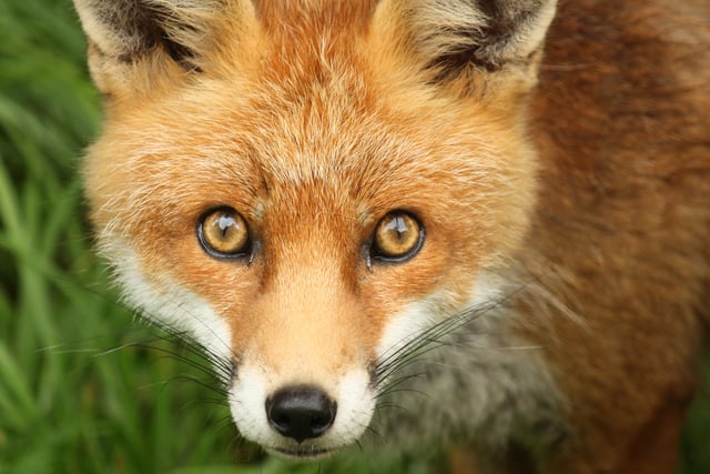 Anti-hunt activists warn the public ahead of Boxing day events