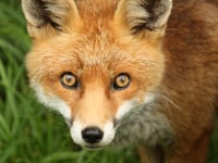 Anti-hunt activists warn the public ahead of Boxing day events