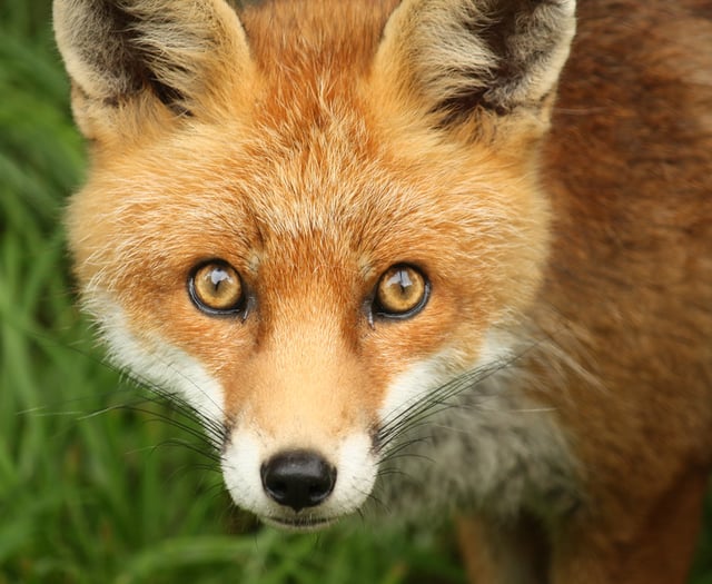 Anti-hunt activists warn the public ahead of Boxing day events