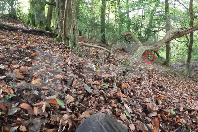 Investigation into alleged fox hunting near Okehampton dropped 