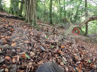 Investigation into alleged fox hunting near Okehampton dropped 