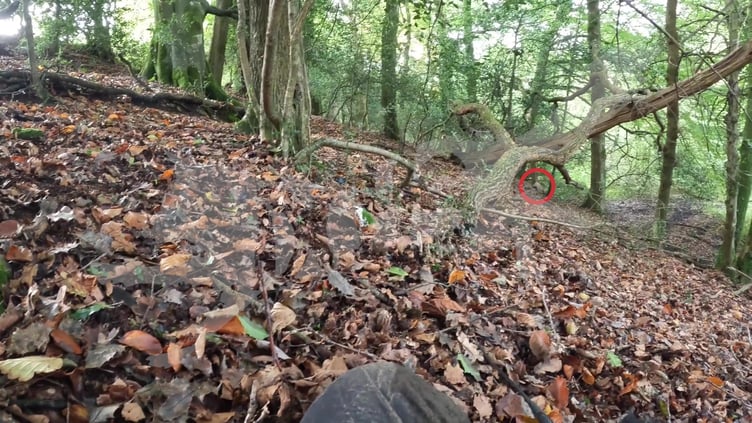 Alleged fox caught on video taken by the Hunt Sabs on October 12