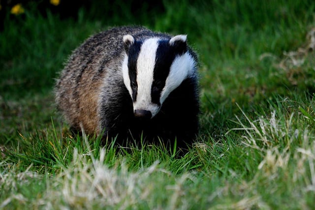 Animal group demands end to badger cull