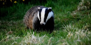 Animal group demands end to badger cull