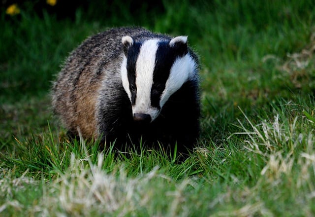 Animal group demands end to badger cull