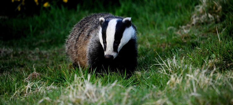 Badgers like this one are being slaughtered under culling licences issued by the Government to reduce the spread of TB in cattle. PHOTO: Badger Trust.