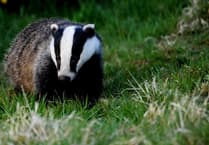 Stop UK badger cull now, urges charity