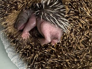 Hedgehog rescue needs your help