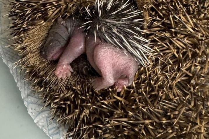 Baby hedgehog being cared for at Greatfield Hedgehog Rescue