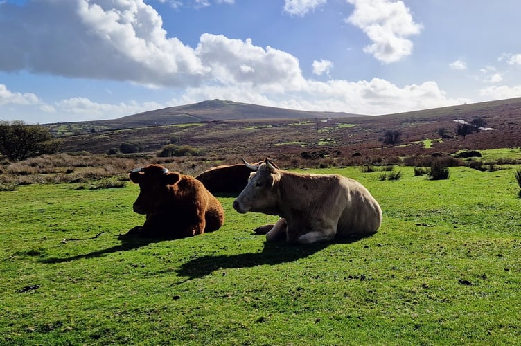 Dartmoor's beauty makes it a desirable place to live – pushing up house prices