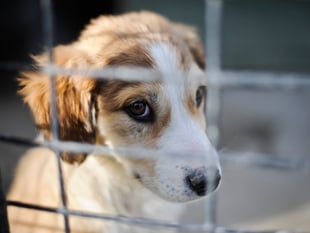 Number of pets abandoned in Devon rose by a quarter