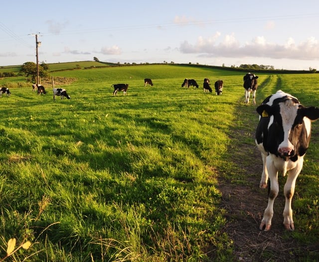 Torridge says plant-based menus not fair on farmers