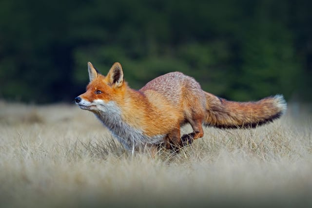 Family left distraught after witnessing alleged fox hunt