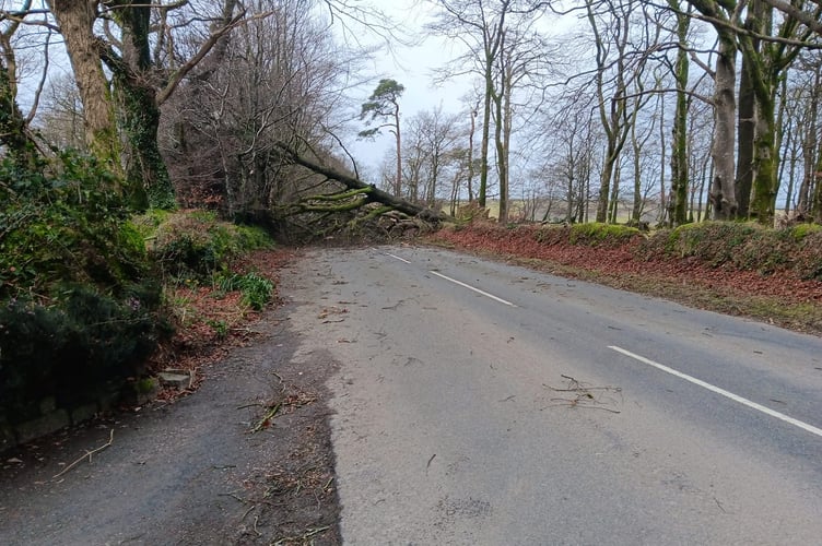 A tree felled by strong winds on Friday night at Iron Railings junction on the Tavistock to Chillaton Road.