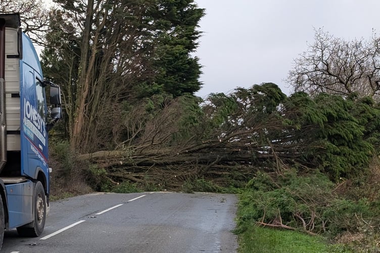 A tree on the road on the Okehampton side of Thorndon Cross