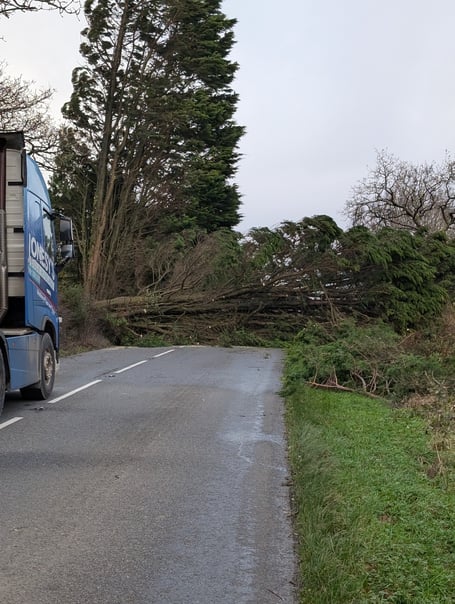 A tree on the road on the Okehampton side of Thorndon Cross