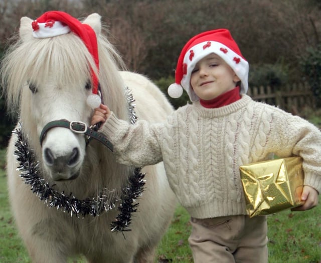 Dartmoor pony festive ride